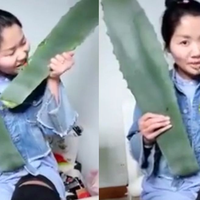 Maksud Hati Ingin Mengedukasi, Vlogger Ini Tanpa Sengaja Justru Memakan Tanaman Beracun Saat Membuat Video Streaming