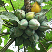Carica, Pepaya Mini Asli Dieng yang Maunya Hanya Tumbuh di Lereng Bagian Atas