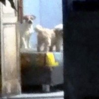 Ngeri, Jasad Penjaga Indekos di Depok Ini Sudah Digerogoti oleh 11 Anjing Peliharaannya Sendiri