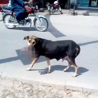 (Video) Mengerikan, Seekor Anjing Liar Gondol Bayi Baru Lahir Untuk Dijadikan Makanan Anak-anaknya