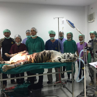 Tak Hanya Manusia, Harimau ini Juga Derita Tumor Payudara Seberat 2 Kg