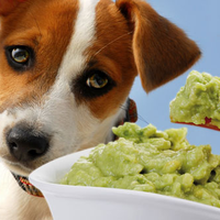 Makanan Manusia yang Tidak Cocok bagi Anjing