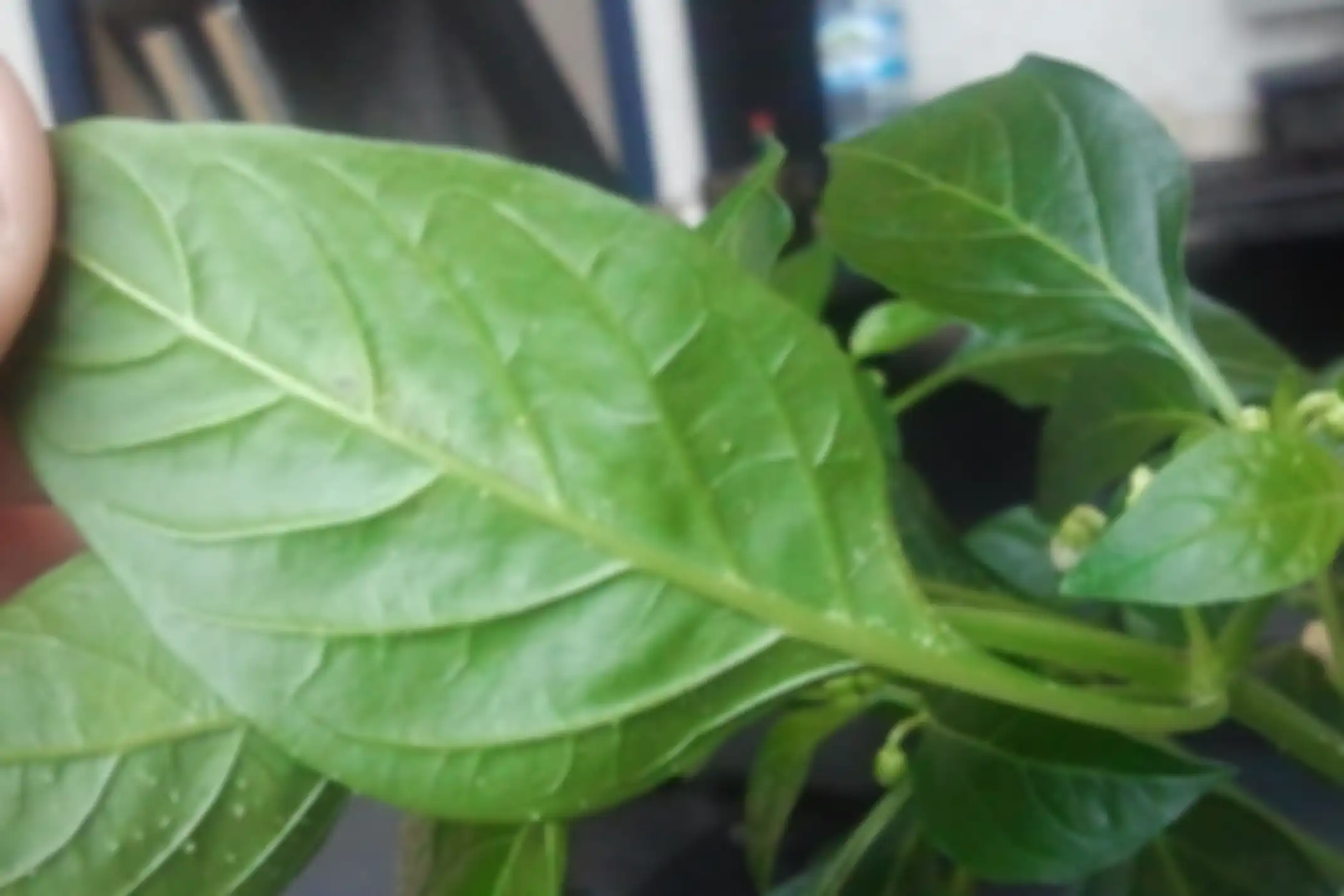 Daun Cabai