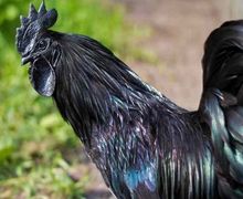 Gak Cuma Erat dengan Hal Magis, Ayam Cemani Simpan Khasiat Luar Biasa untuk Kesehatan