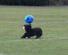 Ronaldog, Anjing Penyelamat yang Jago Bermain Sepak Bola