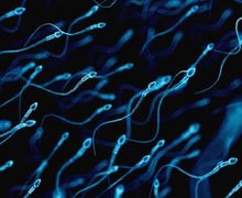 Hasil Penelitian Mengungkapkan Menelan Sperma Secara Teratur Dapat Menghindari Risiko Keguguran