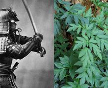 Ashitaba, Tanaman yang Tumbuh di Mojokerto dan Dianggap Jadi Rahasia Awet Muda Samurai Jepang