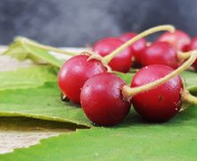 Banyak Ditemukan di Pinggir Jalan, Buah Ini Ternyata Dijual Ratusan Ribu per Kilo Karena Manfaat Luar Biasanya