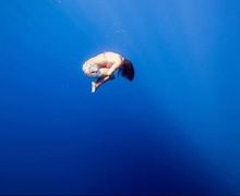 Kematian Misterius Pemecah Rekor Dunia Freediving Asal Jepang