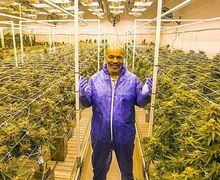 Untung Rp7 Miliar Per Bulan dari Bisnis Ganja, Mike Tyson Mengaku Takut Mati!