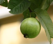 Kehebatan Daun Jambu Biji Sebagai Skin Care Alami, Dari Atasi Gatal-gatal Hingga Obati Jerawat