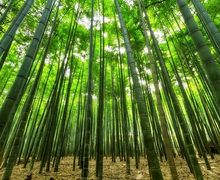 Tak Terduga! Air Rebusan Daun Bambu Punya Khasiat Ajaib untuk Kesehatan Tubuh