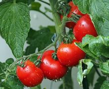 Jika Makan Tomat Mentah di Pagi Hari, Zat Beracun Ini Mengancam Perut!