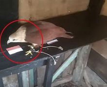 AFF 2020 - Gokil! Burung Elang 'Romeo' Ramal Timnas Indonesia Rengkuh Trofi Perdana!