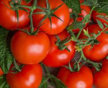Sayang Banget Kalau Gak Doyan, Tomat Miliki Banyak Manfaat Loh!