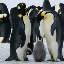 Penguin Kaisar, Penguin yang Rela Tidak Makan untuk Mengerami Telurnya