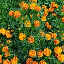 Bisa Coba Ditanam, Ini 6 Jenis Bunga yang Tumbuh Subur di Bawah Sinar Matahari