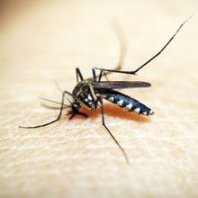 Hari Malaria Sedunia Diperingati Tiap 25 April, Bagaimana Awal Mulanya?