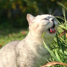 Ciri-Ciri Kucing Peliharaan Alami Keracunan dan Cara Mengatasinya