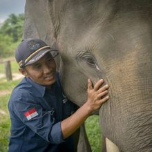 Mengenal Keseharian Mahout, Penjaga Gergasi Rimba