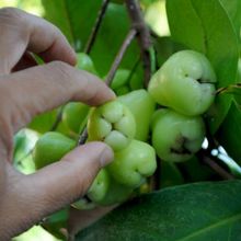 Cara Mengolah Daun Jambu Air untuk Obat Asam Urat, Mudah Dibuat di Rumah
