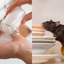 Cara Ampuh Mengusir Tikus Tanpa Racun, Modalnya Cuma Pakai Garam yang Dibuat Begini