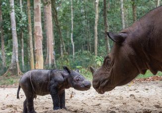 Bayi Badak Penghuni Baru Suaka Rhino Sumatra di Taman Nasional Way Kambas