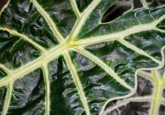 Mudah Dicoba, Cara Merawat Tanaman Skala Naga Alocasia agar Tetap Sehat dan Cantik