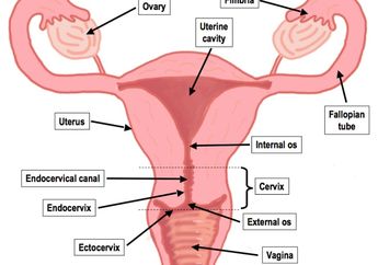 Catat! Berikut Ciri-ciri Organ Intim Wanita Sehat dan Tidak Sehat