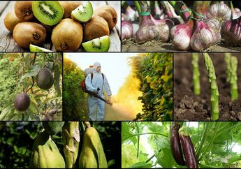 Begini Cara Menghilangkan Pestisida pada Buah dan Sayuran