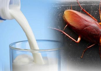 Pernah dengar Susu Kecoa? Meski Terlihat Menijikan, Susu Ini Punya Manfaat Tak Terduga Ini untuk Tubuh! Intip Faktanya