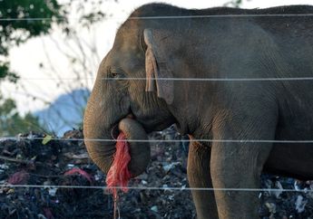 Warga Buang Sampah Sembarangan, Gajah Sri Lanka Sering Makan Plastik