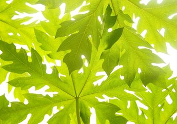 Buat Wajah Glowing Anti Kusam Ternyata Cukup dengan Daun Pepaya Saja, Saatnya Ucapkan Selamat Tinggal pada Sel Kulit Mati di Wajah