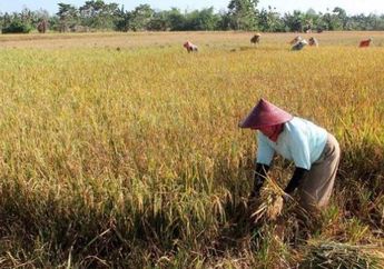 Peluh Tangis Petani di Desa: 'Saya Mohon Jangan Mudik, Jika Kami Mati di Sini, Siapa yang Menanam Padi dan Memberi Makan Orang Kota?'