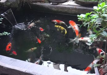 Begini Rincian Biaya Buat Kolam Ikan, Mulai dari Batu Alam Hingga...