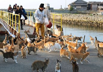 Hanya di Pulau Ini Jumlah Kucing Berkali-kali Lipat Melebihi Jumlah Penduduknya, Penyebabnya Bikin Shock!
