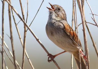 Burung Pipit Rawa Berkicau dengan Nada yang Sama Selama Seribu Tahun