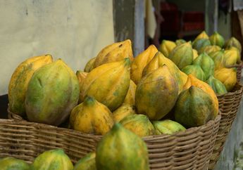 Jarang Diketahui, Ini 4 Manfaat Buah Carica Si Pepaya Dieng!