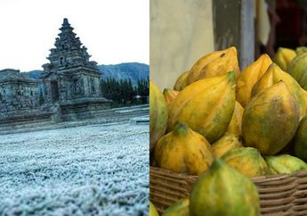 Eropanya Indonesia! Suhu Sampai 2 Derajat, Buah Langka Ini Cuma Berhasil Tumbuh di Dieng