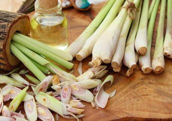 Bermasalah Dengan Kecoa, Semut, dan Nyamuk di Rumah? Basmi Dengan Bahan Ini