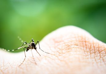 Nyamuk Aedes Agypti Tidak Bertelur di Air Kotor, Waspadai Bagian Rumah Ini!