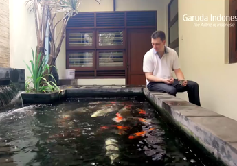 Suka Ikan Koi? Cara Pemeliharaan dan Membuat Kolam Agar Ikan Tak Mati