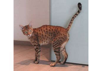 Bisa Mendesis Seperti Ular dan Enggak Takut Anjing, Ini Ras Kucing Termahal di Dunia!