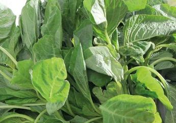 Cuma Rendam Kangkung dalam Semalam, Jangan Kaget Jika Hal Fantastis ini Terjadi Pada Tubuh Esok Hari