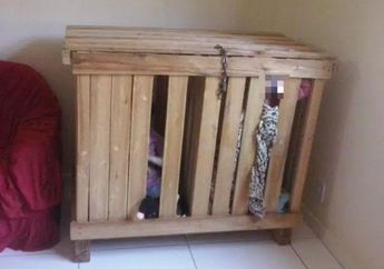 Sadis, Bocah Kembar Berusia 3 Tahun Dikurung Orangtuanya di Kotak Kayu dengan Kondisi Dirantai dan Digembok! Polisi Tangkap Pelaku