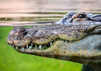 Studi Ungkap Alasan Buaya Kini Lebih Kecil dari Pendahulunya