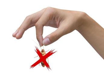 Menjijikkan dan Bawa Kuman, Kecoa Bisa Diusir Pakai Cara Sederhana Ini