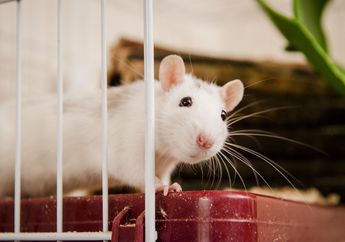 Bahan Alami dan Murah Ini Terbukti Ampuh Usir Tikus di Rumah