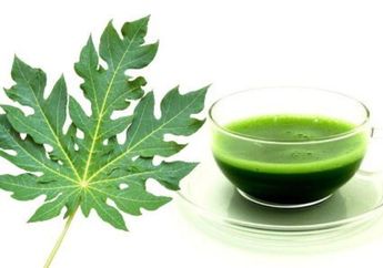 Tuanya Bakal Jauh-jauh dari Penyakit Kronis, Modalnya Cuma Minum Jus Daun Pepaya, Efeknya Kerasa Seumur Hidup