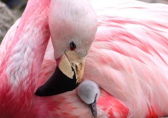 Setelah 15 Tahun, Flamingo Langka di Inggris Akhirnya Bertelur